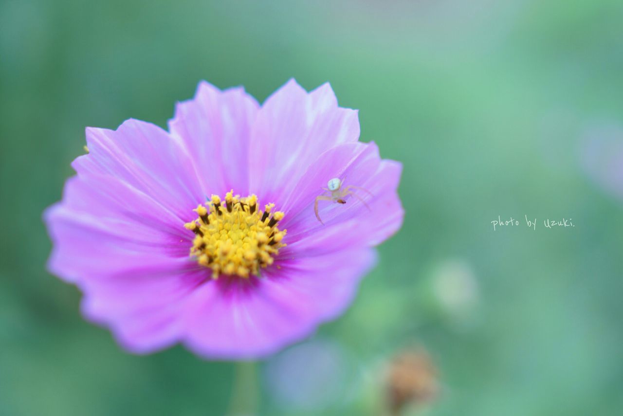 CLOSE-UP OF PINK FLOWERS