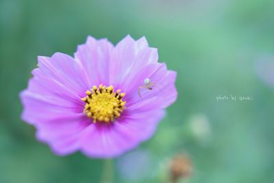 Close-up of pink flower