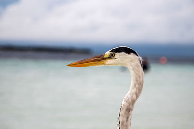 Close-up of bird in water