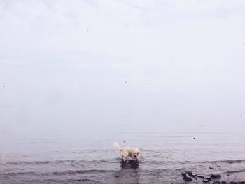 Dog in sea against sky