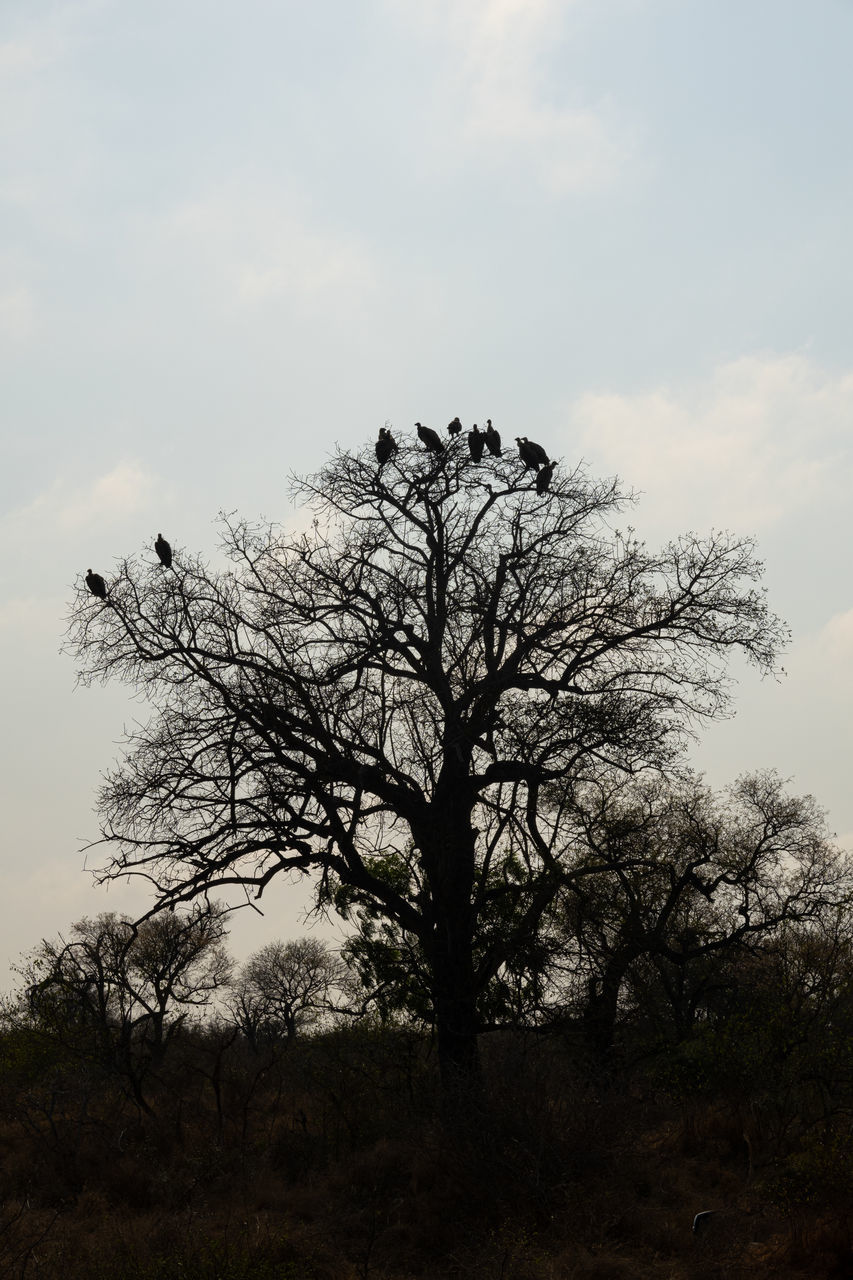 tree, nature, sky, plant, animal themes, animal wildlife, animal, bird, wildlife, cloud, no people, silhouette, morning, branch, beauty in nature, outdoors, environment, bare tree, group of animals, tranquility, landscape, scenics - nature, perching, day, non-urban scene, land