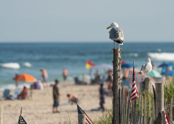 Seagull perching on wooden post in sea