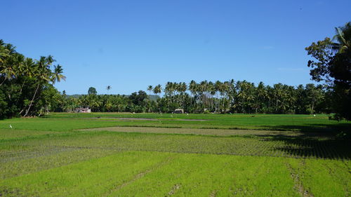 Scenic view of field against clear sky