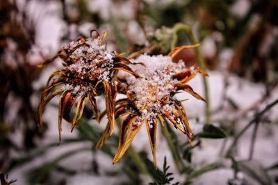 Close-up of wilted flower on plant