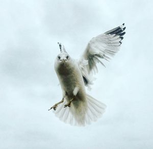 Low angle view of seagull flying in sky
