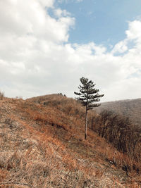 Tree on field against sky