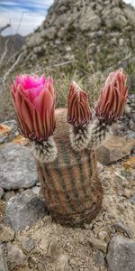 Close-up of pink flowers on rock