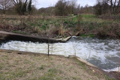 Scenic view of river in forest