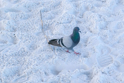 High angle view of pigeon on snow covered land