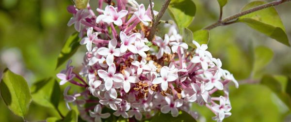 Close-up of pink flowering plant