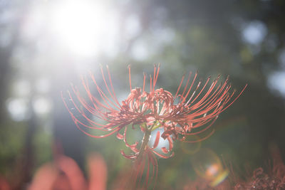 Close-up of flowers