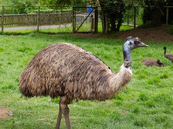 View of a bird on field