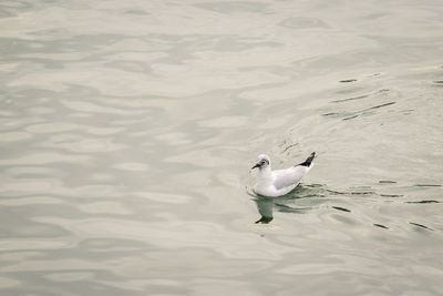 High angle view of swans swimming on lake