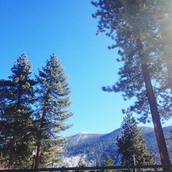 Low angle view of trees against clear blue sky