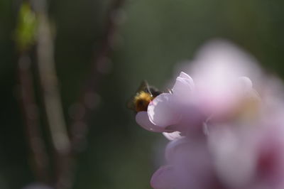 Close-up of bee pollinating on flower