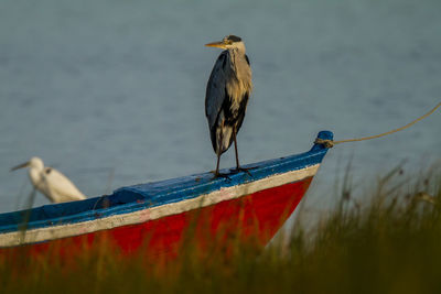 Heron perching on boat against sea