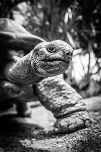 Close-up of a giant turtle 