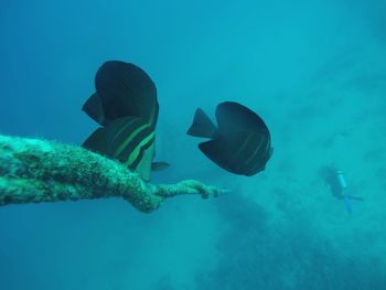 Fish swimming in sea