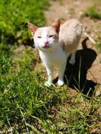 Portrait of a cat on field