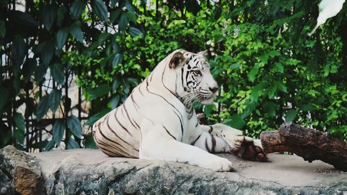 Tiger sitting by plants