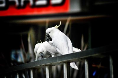 Sulphur-crested cockatoos on railing