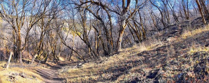 View of bare trees in forest