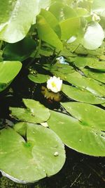 High angle view of lotus water lily