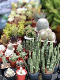 Close-up of potted plants for sale at market