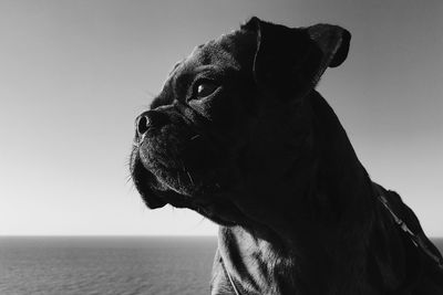 Close-up of a dog looking away against sky