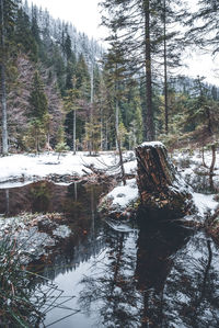 Trees in forest during winter