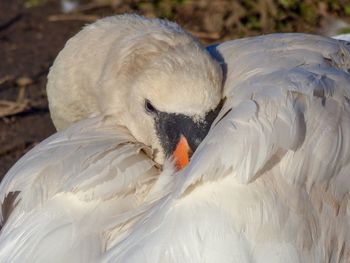 Close-up of a swan