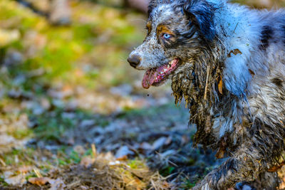 Close-up of dirty dog looking away