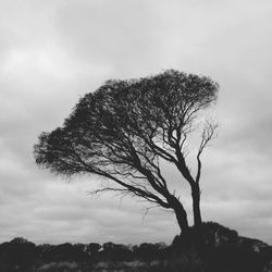 Low angle view of bare trees against cloudy sky