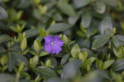 Close-up of purple flowering plants