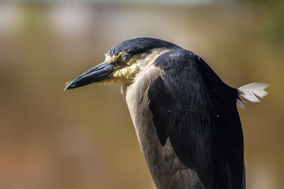 Night heron, nycticorax nycticorax, grey water bird sitting, animal in the nature habitat, brazil.