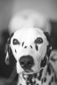 Close-up portrait of dalmatian dog at home