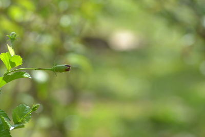 Close-up of lizard on plant