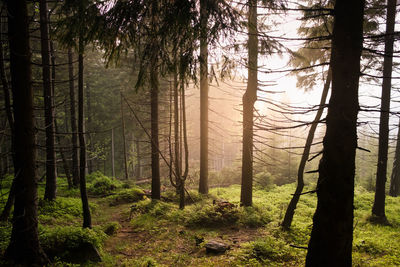 Trees in forest