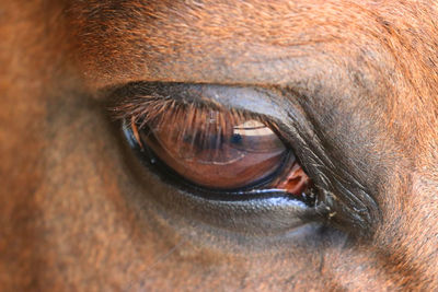 Close-up of horse eye