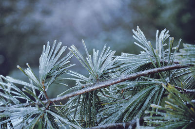 Close-up of icicles on pine tree needles during winter