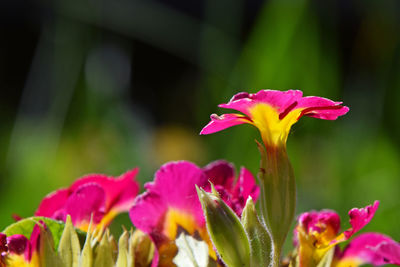 Close-up of pink flower