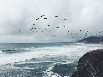 Birds flying over sea against sky