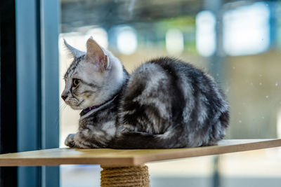 Cat looking through window