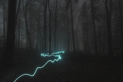 Illuminated trees in forest at night