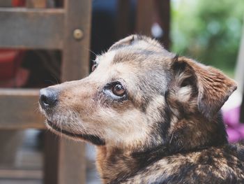 Close-up of dog looking away