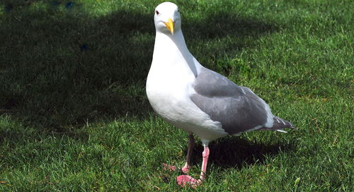 Seagull perching on a field