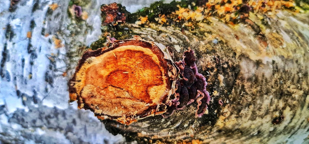 tree, nature, autumn, close-up, no people, day, leaf, tree trunk, textured, trunk, macro photography, plant, wood, bark, outdoors, focus on foreground, water, rough, log, timber, wildlife, winter