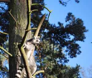 Low angle view of trees against clear blue sky