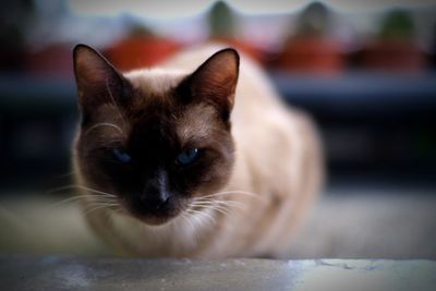 Close-up portrait of a cat