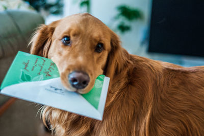 Close-up of golden retriever with greeting card at home